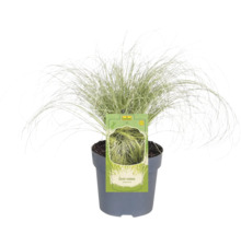 Topf mit Carex comans Ziergras