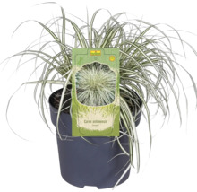 Carex oshimensis ''Evergold'' Ziergras im Topf