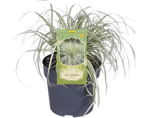 Carex oshimensis ''Evergold'' Ziergras im Topf