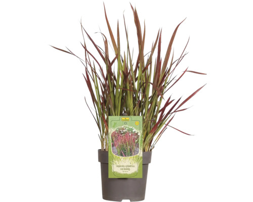 Japanisches Blutgras FloraSelf Imperata cylindrica var.koenig.'Red Baron' H 5-15 cm T 14 cm Japanisches Blutgras FloraSelf Imperata cylindrica var.koenig.'Red Baron' H 5-15 cm T 14 cm