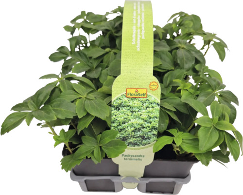 Schattengrün im Topf mit FloraSelf Logo