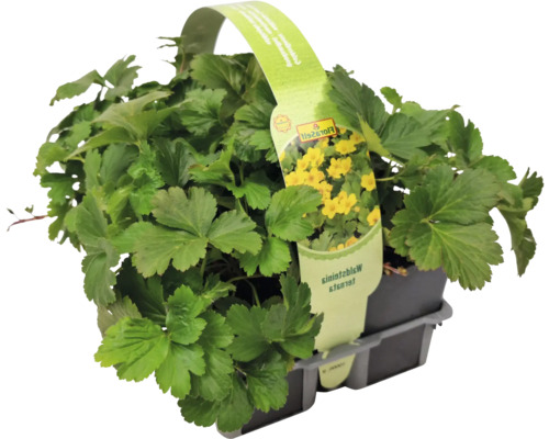 Waldsteinie ternata im Topf