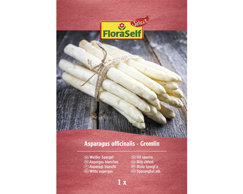 Spargel-Rhizom FloraSelf Select 'Albus weiß`