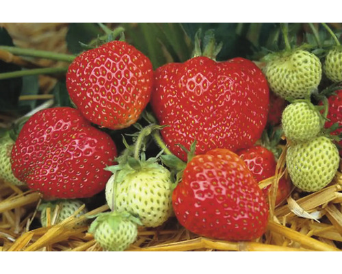 Nahaufnahme von roten und grünen Erdbeeren