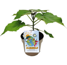 Blauglockenbaum im Topf mit Etikett Klimheld