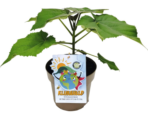Blauglockenbaum im Topf mit Etikett Klimheld