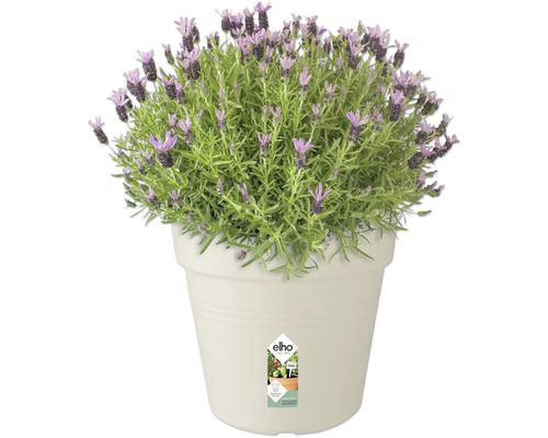 Lavendel im Topf