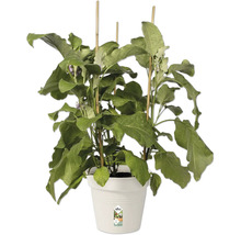Pflanztopf elho Green Basics Kunststoff Ø 17 H 16 cm baumwolle