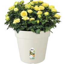 Gelbe Rosen im Topf