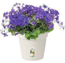 Blaues Gänseblümchen im Topf