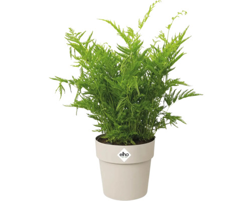 Grüner Farn in einem Elho Blumentopf