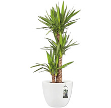 Yucca Zimmerpflanze im Topf