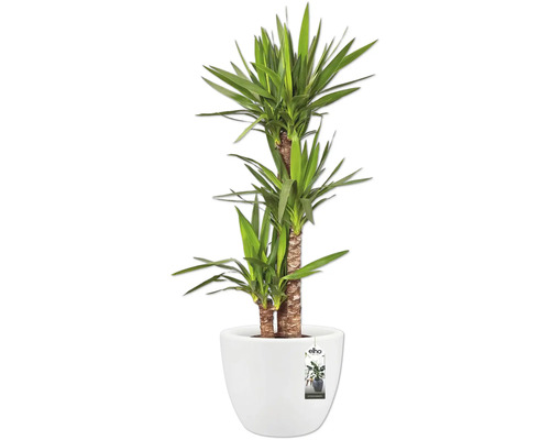 Yucca Zimmerpflanze im Topf