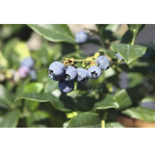 Nahaufnahme von frischen Blaubeeren an einem Strauch