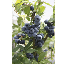 Nahaufnahme eines Blaubeerstrauchs mit reifen Früchten und grünen Blättern.