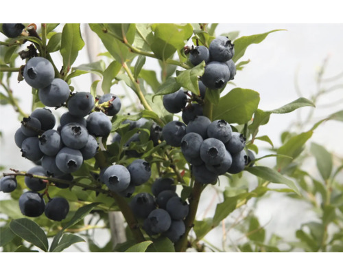 Nahaufnahme von einem Blaubeerstrauch mit reifen Blaubeeren und grünen Blättern.