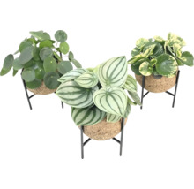 Drei Zimmerpflanzen in Töpfen mit Metallgestellen