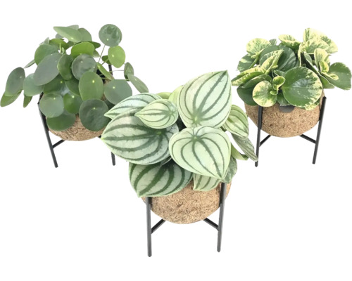 Drei Zimmerpflanzen in Töpfen mit Metallgestellen