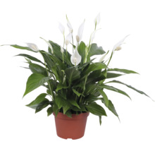 Einblatt im Topf mit grünen Blättern und weißen Blüten