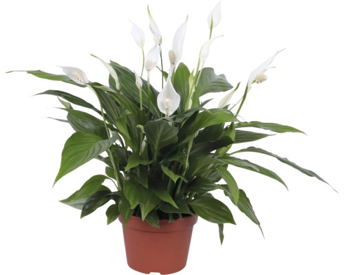 Einblatt im Topf mit grünen Blättern und weißen Blüten