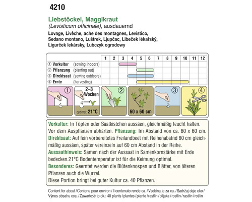 Anleitung zum Anbau von Liebstöckel, auch bekannt als Maggikraut, mit Informationen zu Vorkultur, Pflanzung, Direktsaat und Ernte.
