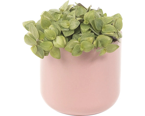 Topfpflanze mit grünen Blättern im Ziertopf