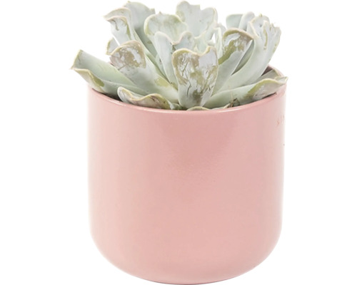Sukkulente in einem Blumentopf