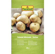 FloraSelf Pflanzkartoffeln der Sorte Karlena, 10 Stück