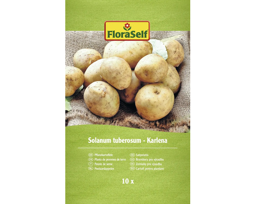 FloraSelf Pflanzkartoffeln der Sorte Karlena, 10 Stück