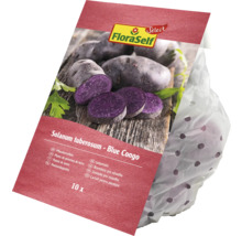FloraSelf Pflanzkartoffeln Blue Congo, 10 Stück