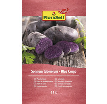 FloraSelf Blue Congo Pflanzkartoffeln, 10 Stück