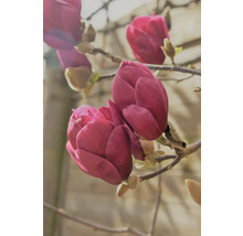 Nahaufnahme von purpurroten Magnolienblüten an einem Zweig