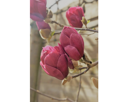 Nahaufnahme von purpurroten Magnolienblüten an einem Zweig