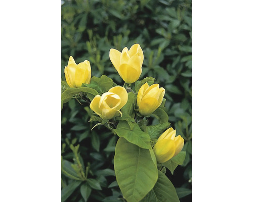 Gelbe Magnolienblüten mit grünen Blättern.
