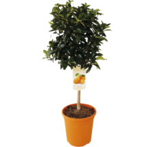 Kumquatbaum im Topf