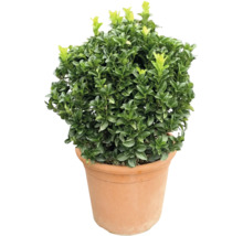 Im Topf wachsender Buchsbaum