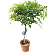 Blauer Regen als Hochstamm im Topf