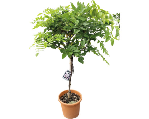 Blauer Regen als Hochstamm im Topf