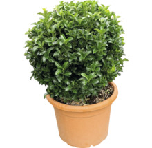 Kugeliger Buchsbaum im Topf