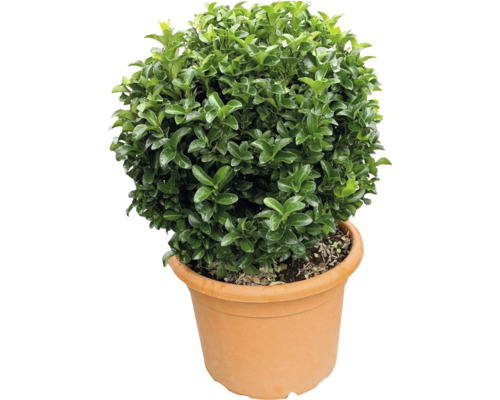 Kugeliger Buchsbaum im Topf