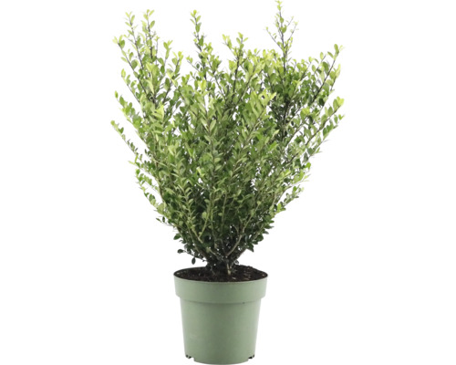 Bergilex FloraSelf Ilex crenata 'Jenny' H ca. 50 cm Co 21 cm weibliche Sorte Buchsbaum im Topf