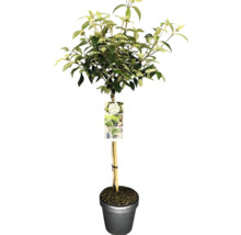 Blütenhartriegel als Hochstamm im Topf