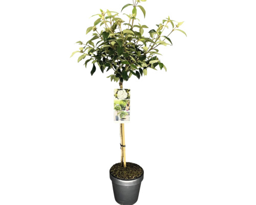 Schneeball Stamm FloraSelf Viburnum 'Eskimo' Stammhöhe 50 cm Co 3 L Blütenhartriegel als Hochstamm im Topf