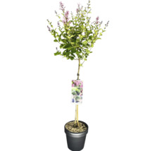 Zierflieder auf Stamm im Topf