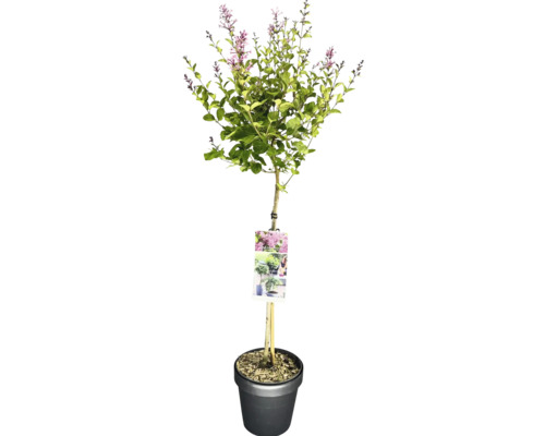 Zierflieder auf Stamm im Topf