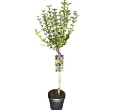 Baum im Topf mit Etikett