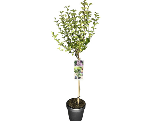Zwerg-Duftflieder Stamm FloraSelf Syringa meyeri 'Palibin' Stammhöhe 50 cm Co Baum im Topf mit Etikett