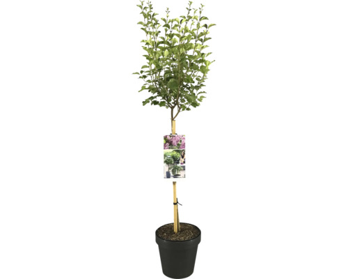 Zwerg-Flieder Flowerfesta 'Pink' Stamm FloraSelf Syringa meyeri Flowerfesta 'Pink' Stammhöhe 50 cm Co 3 L Kugelhortensie im Topf