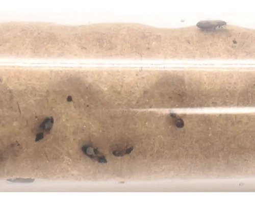 Ameisenkolonie in einem transparenten Röhrensystem mit Erde