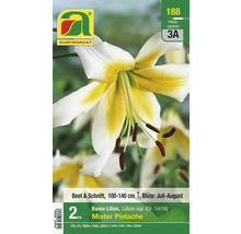 Austro Saat Mister Pistache Baum Lilienpackung